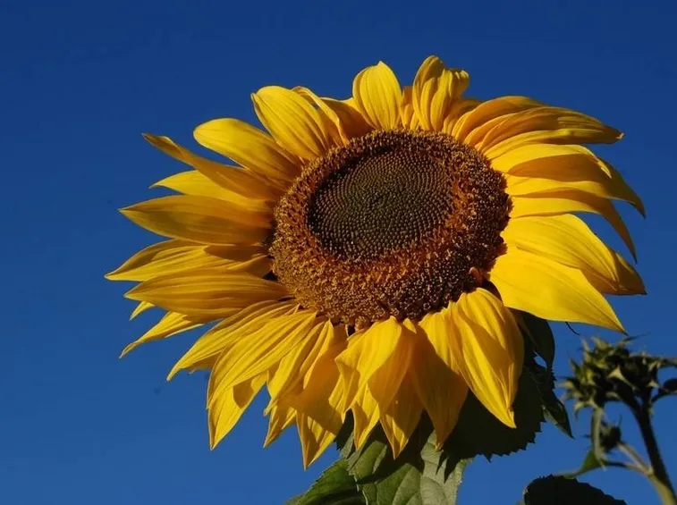 foto girasole