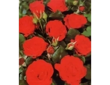rosa gallica