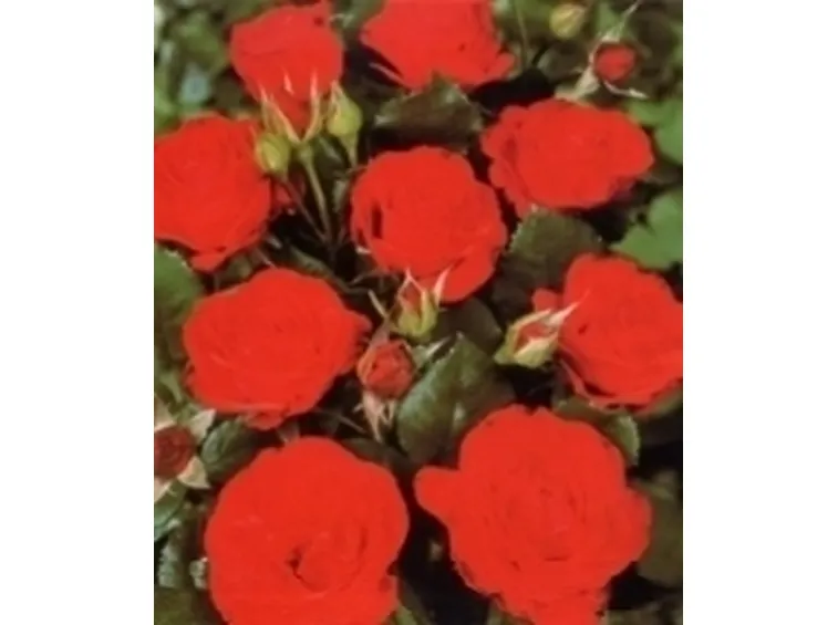 rosa gallica