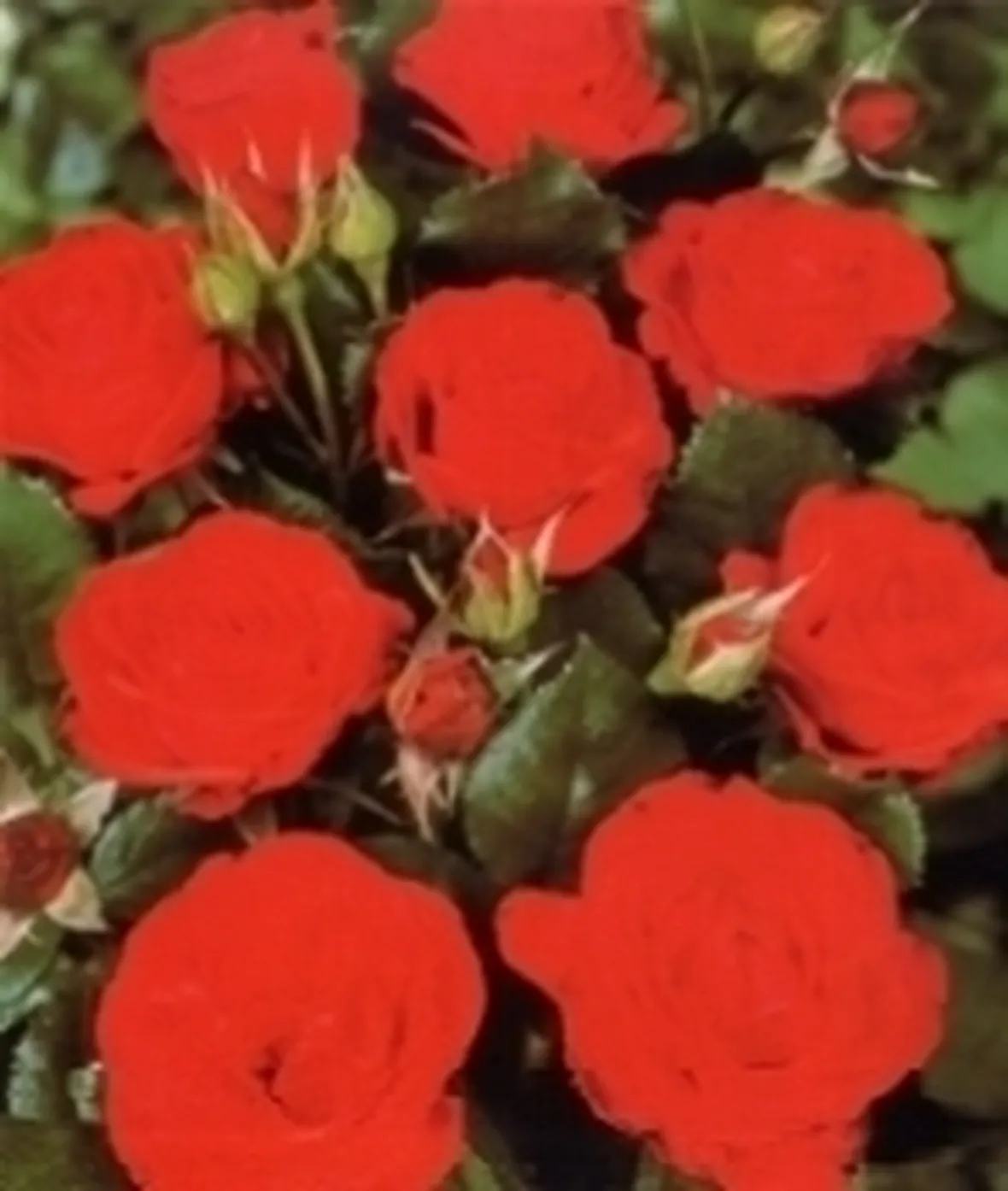 rosa gallica