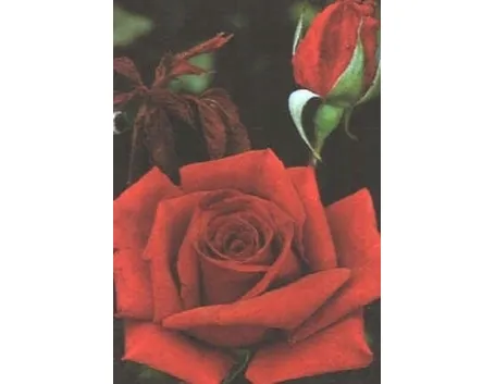 rosa noisettiana