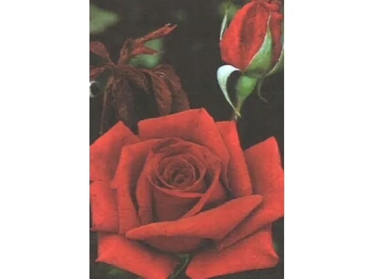  rosa noisettiana