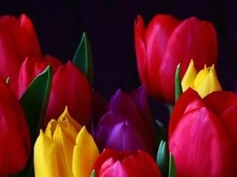 foto tulipano