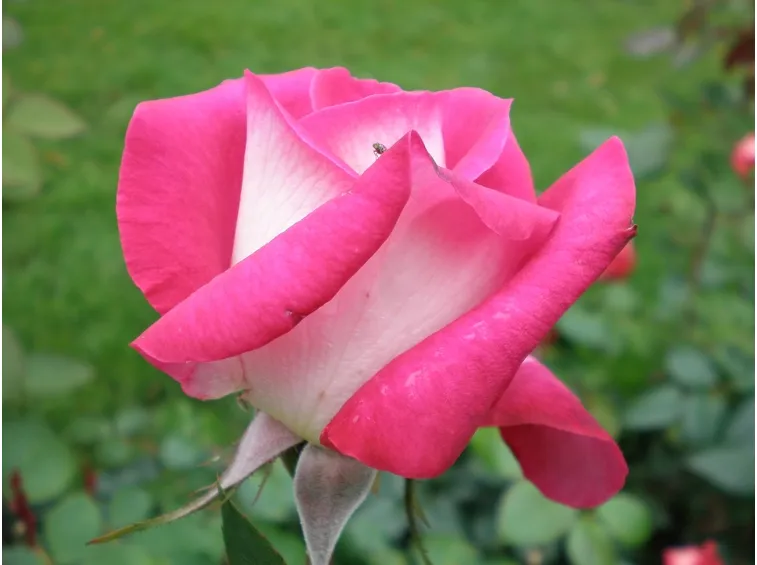 rosa acapella