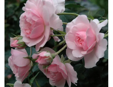 rosa anna