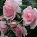 rosa anna