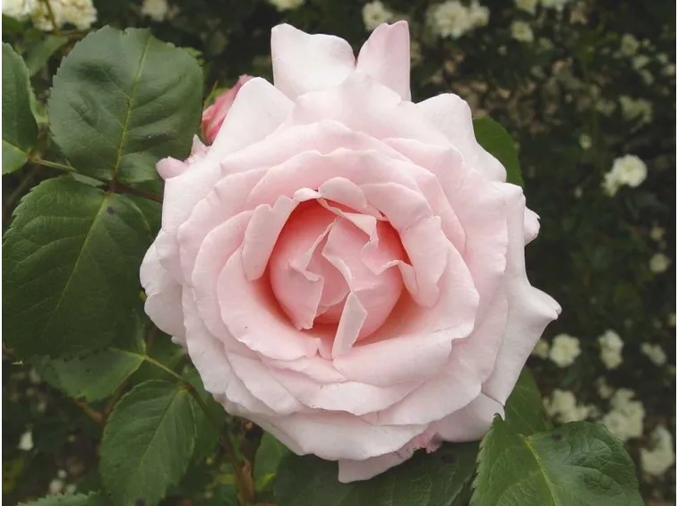 rose anna