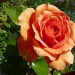 ashram