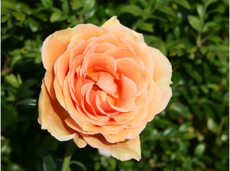 rose ashram
