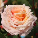 rosa barock