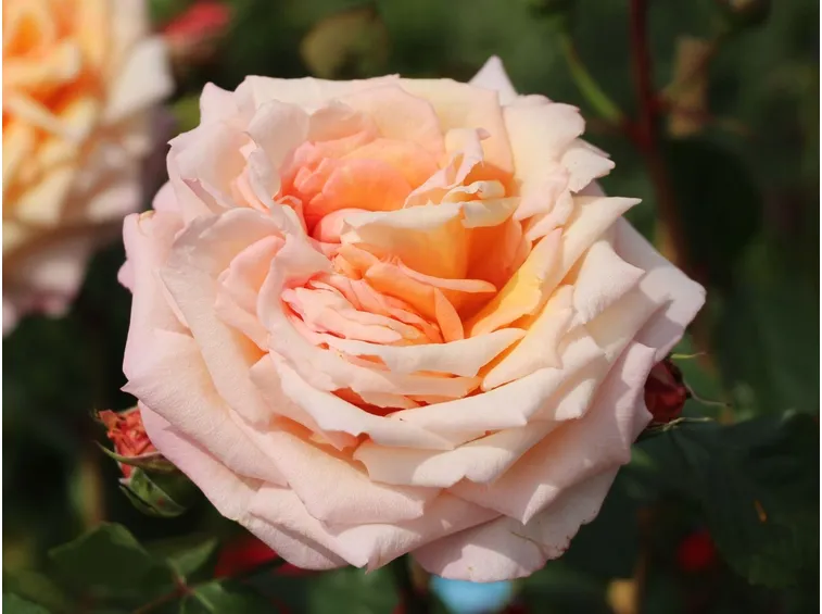 rosa barock