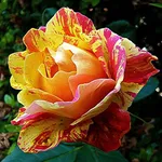 rosa caribia