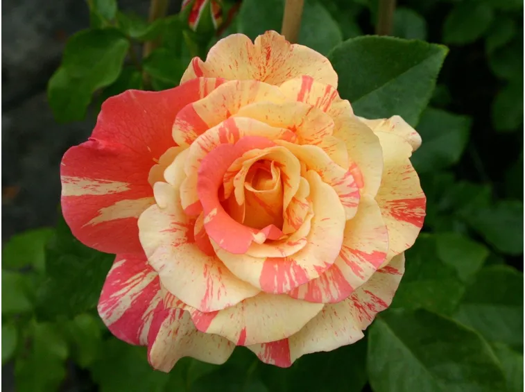 rosa caribia