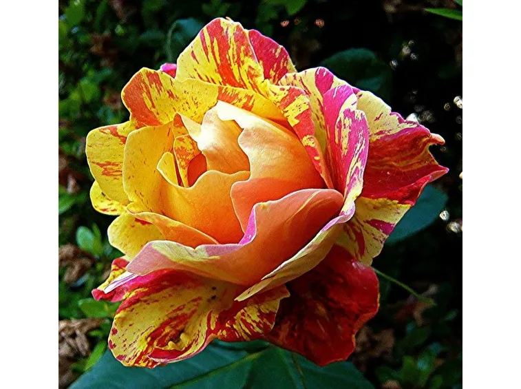 rosa caribia