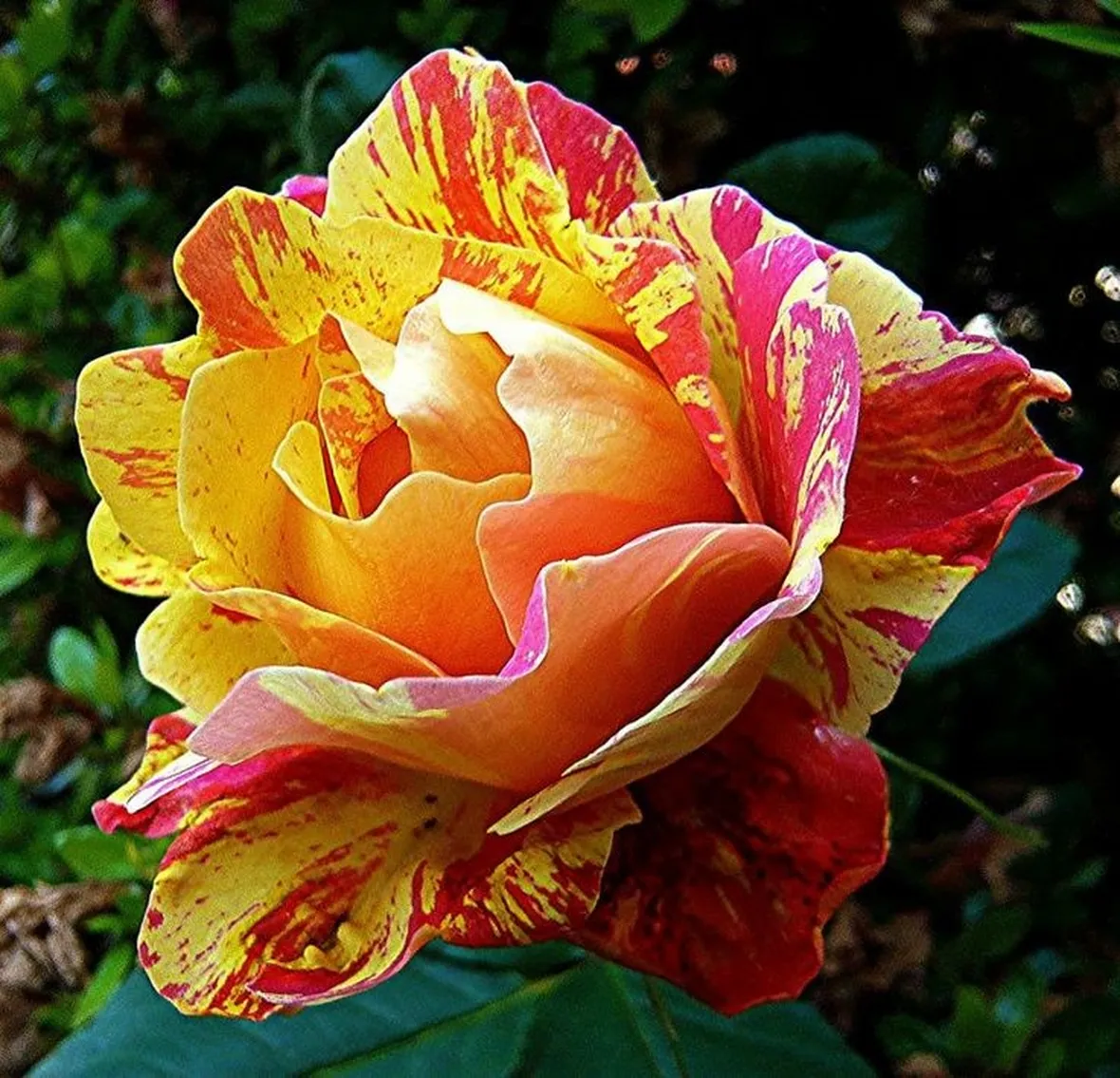rosa caribia