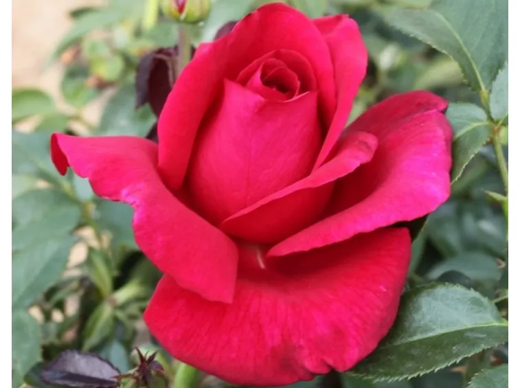rosa commandant cousteau
