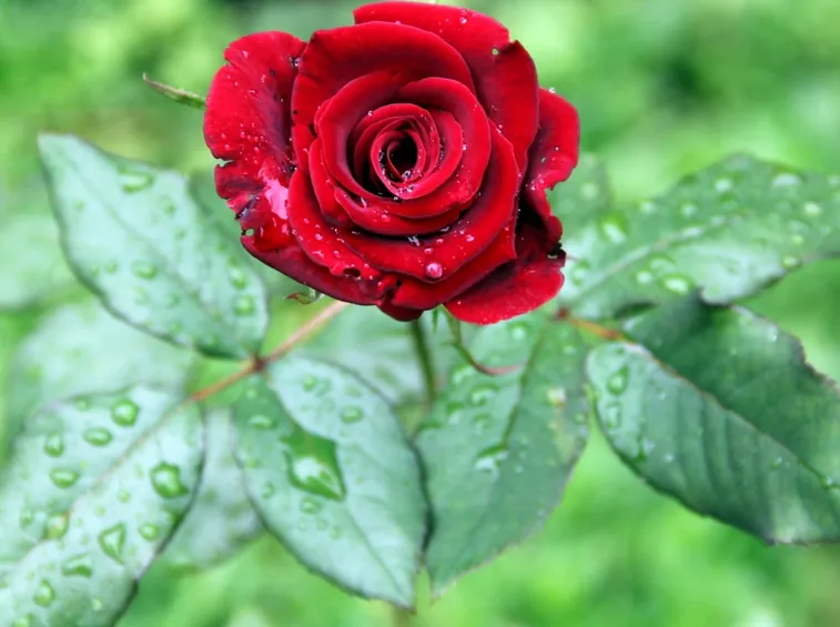 rose first red