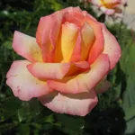 rosa jules verne