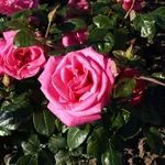 rose lady like