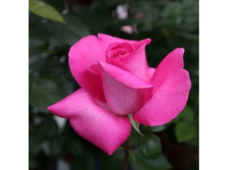 rosa lady like