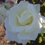 rosa michele torr