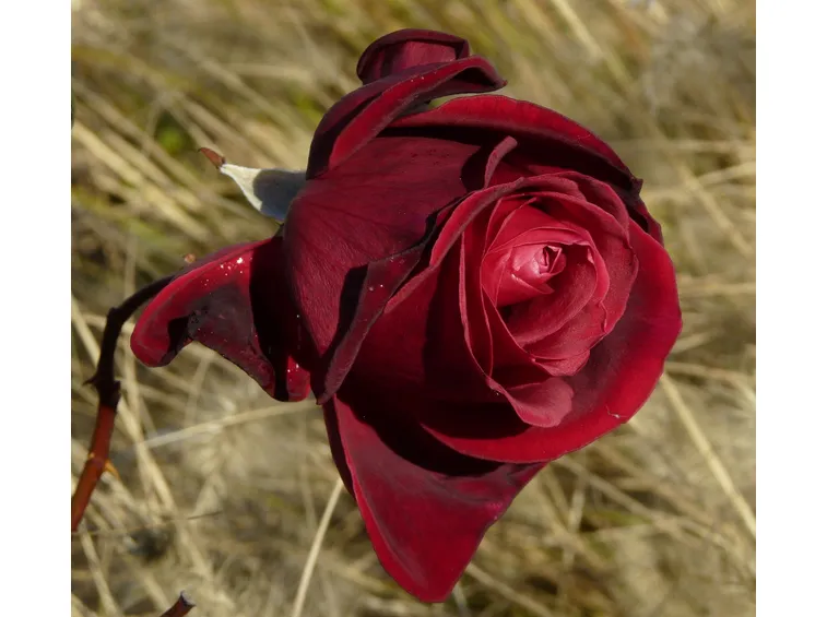 rose mildred scheel
