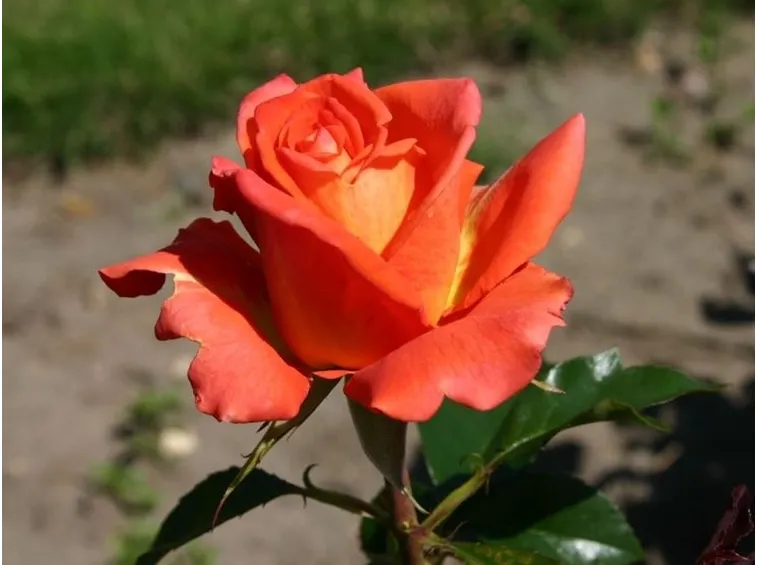 rose monica