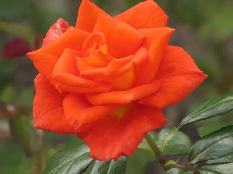 rosa monica