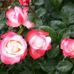 rose nostalgie
