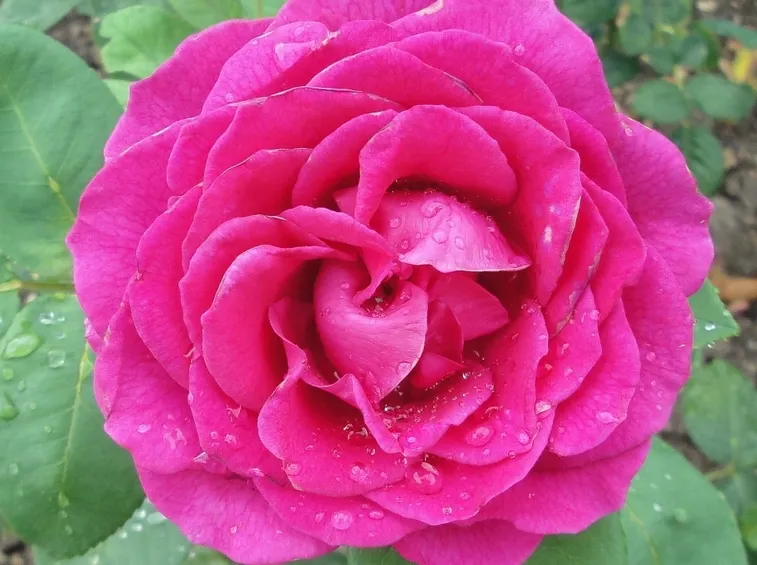 rose nuit d'orient