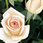 rosa osiana