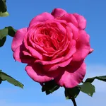 rosa parfume d'armour
