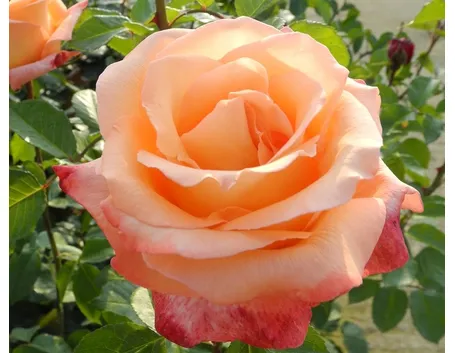 rosa peccato di gioia