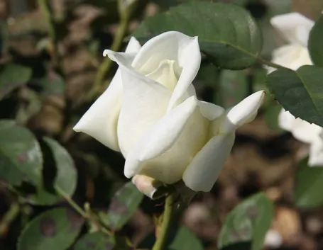rosa stella polare
