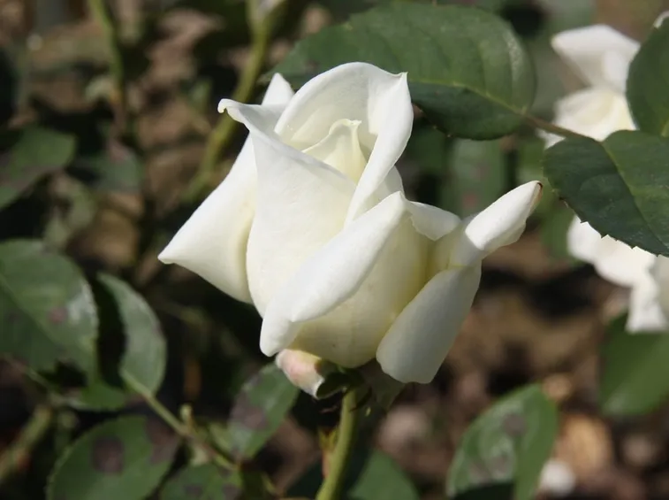 rosa stella polare