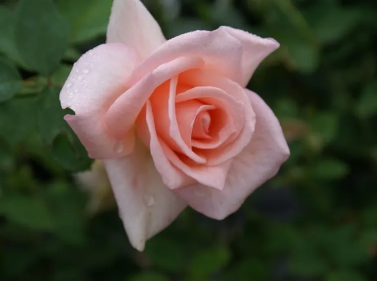 rose summer Lady