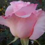 rosa violina