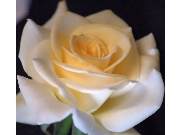rose virginia