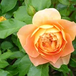 rosa whisky