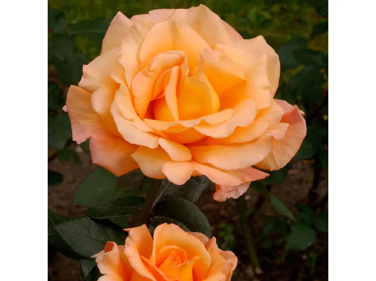 rosa whisky