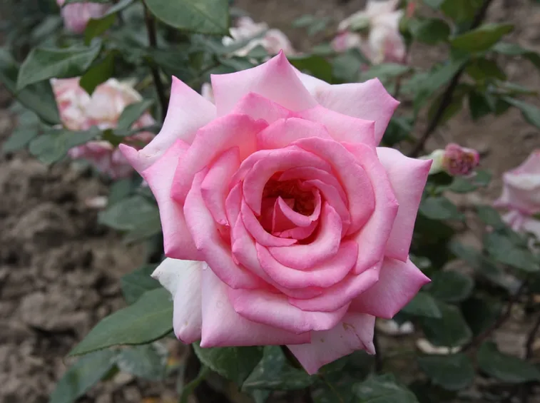 rosa wimi