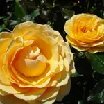 rosa polianta