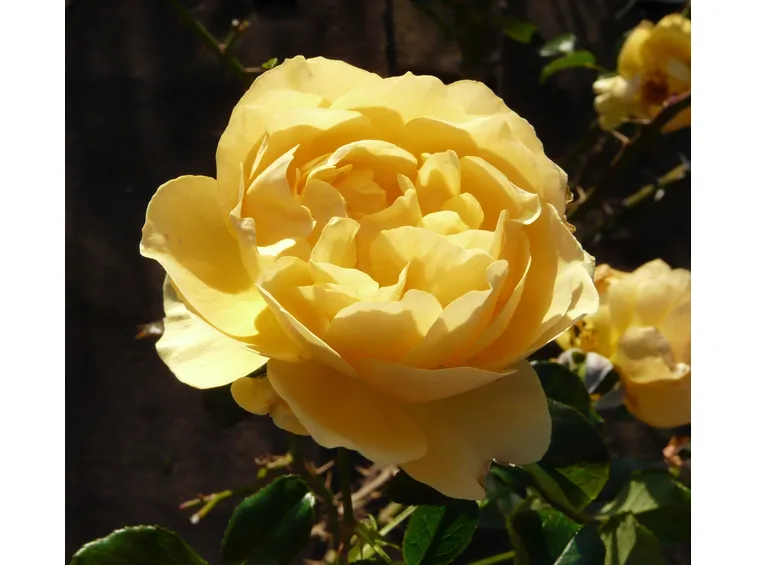 rosa amber queen