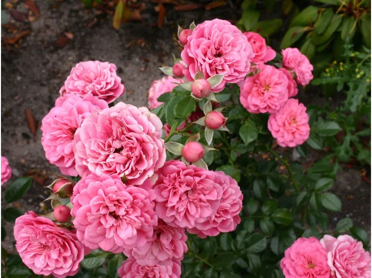 rosa amulett