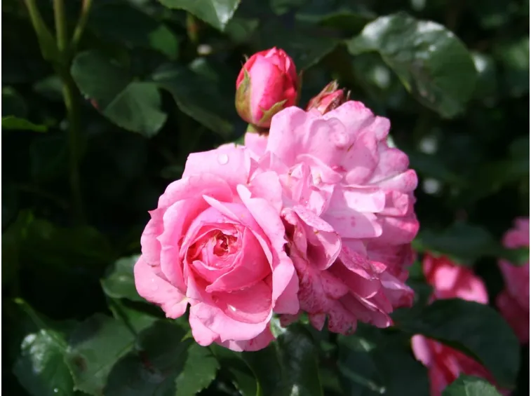 rosa ballade