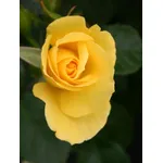 baviera d'oro