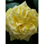 bijou d'or