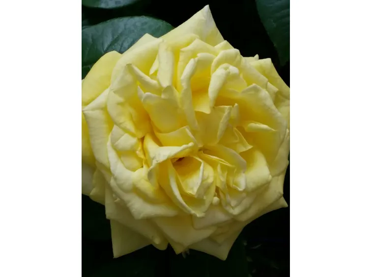 bijou d'or