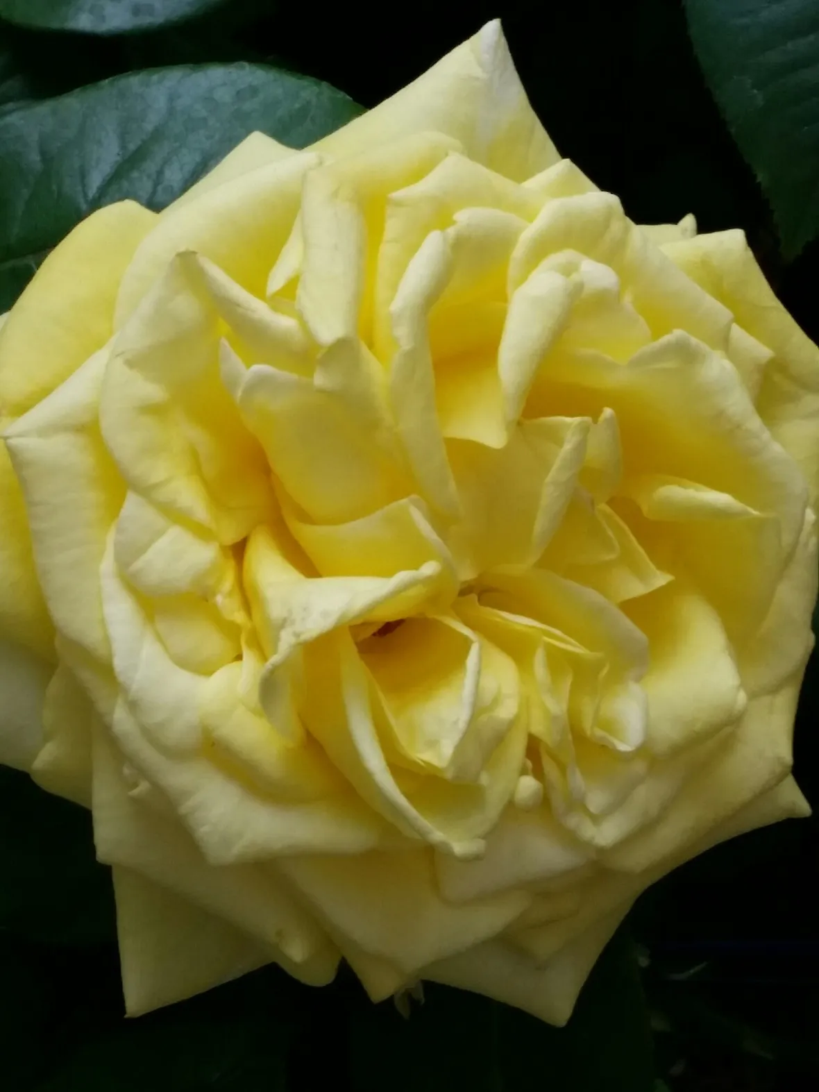 bijou d'or