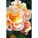 rosa polianta
